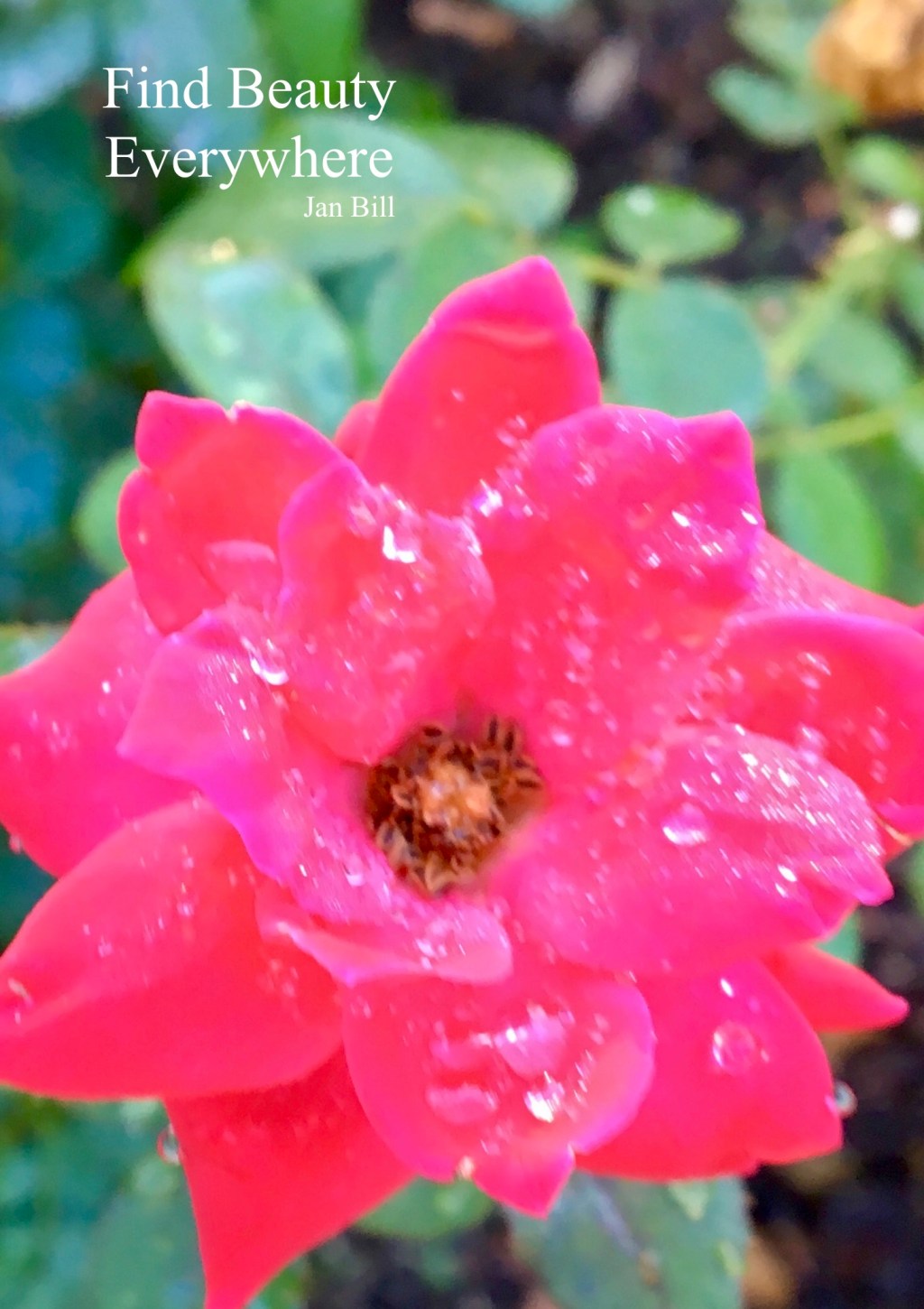 image of pink teacup rose