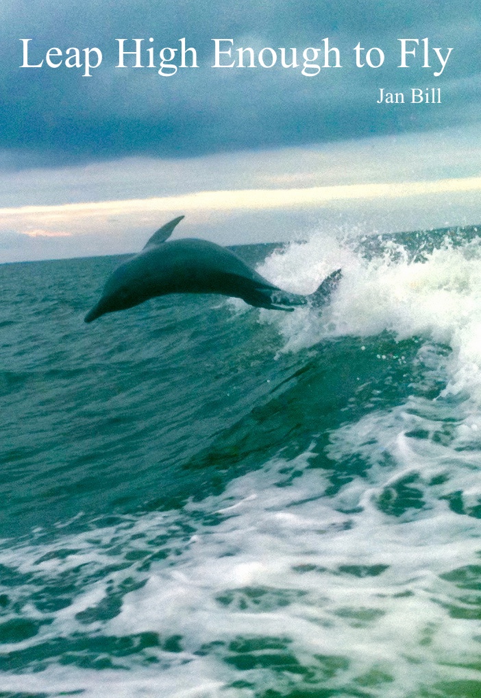 image of dolphin jumping the waves in Clearwater, Florida