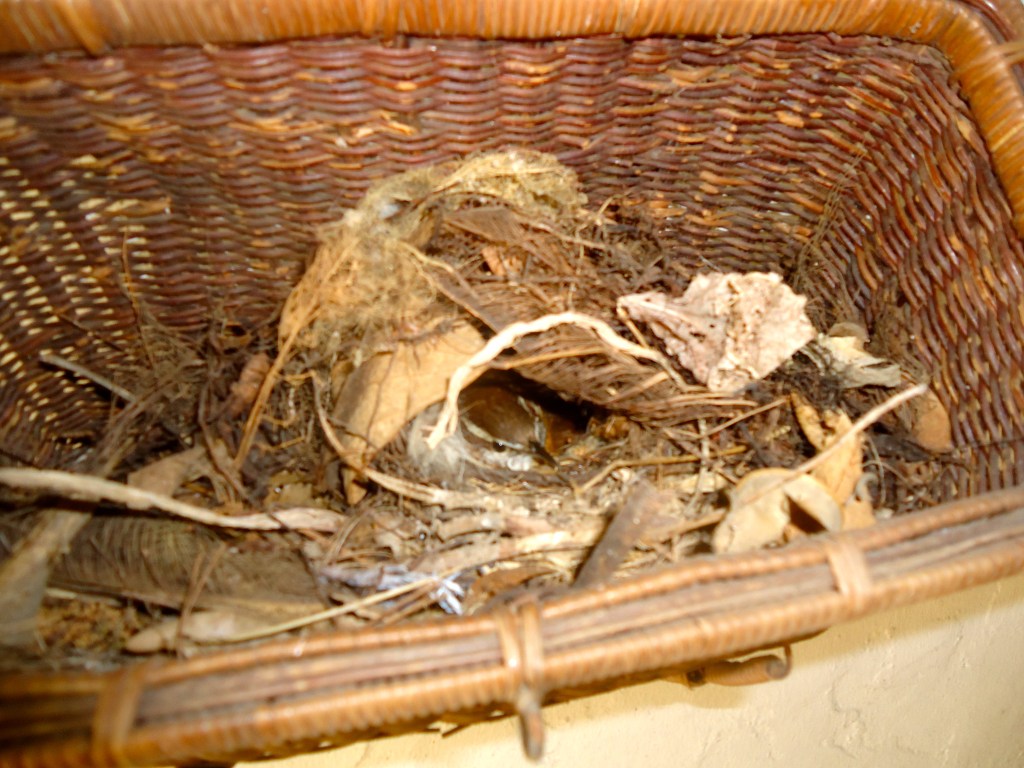 Chipping Sparrows Strengthen&nbsp;Beliefs