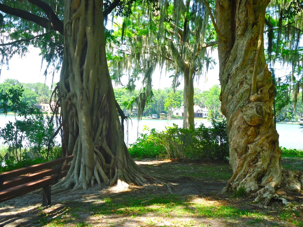 image of unique trees shaped like a gateway