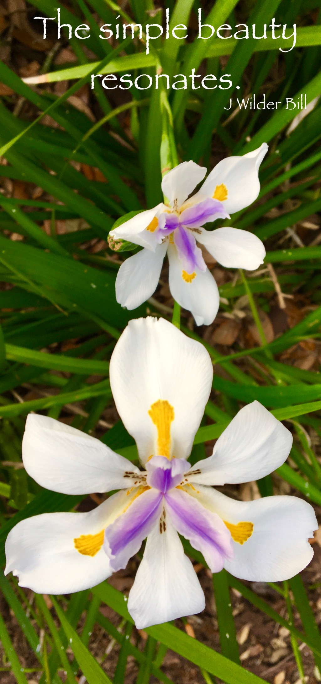 Springtime Awakening