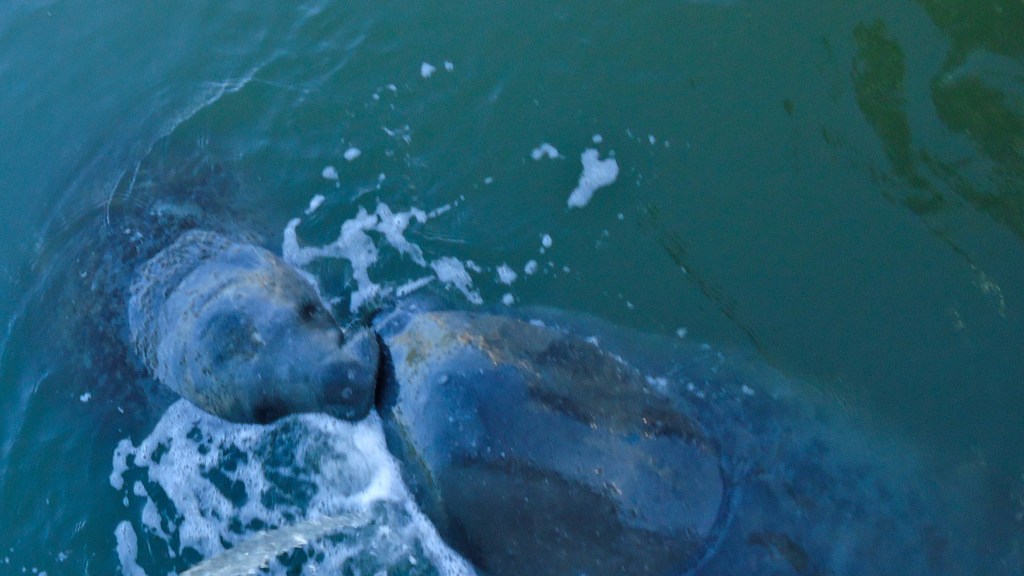 Manatee Mother & Calf by J Wilder Bill