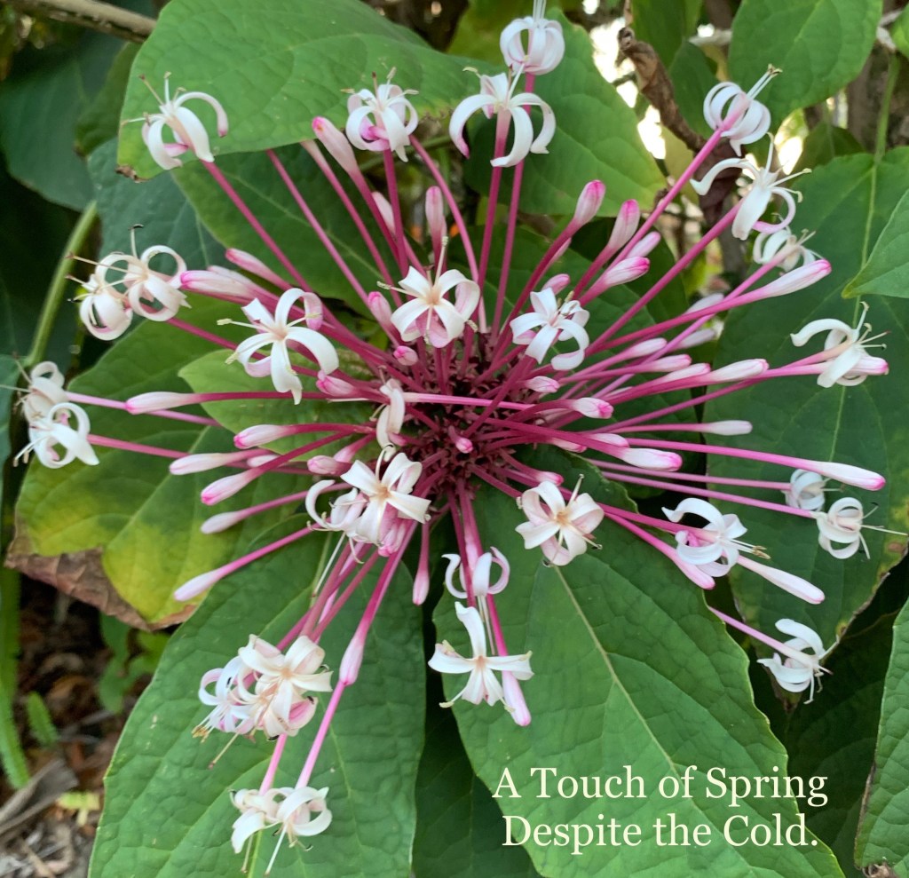 Flowers are Encouraging