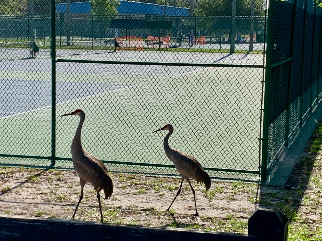 Cranes at Tennis