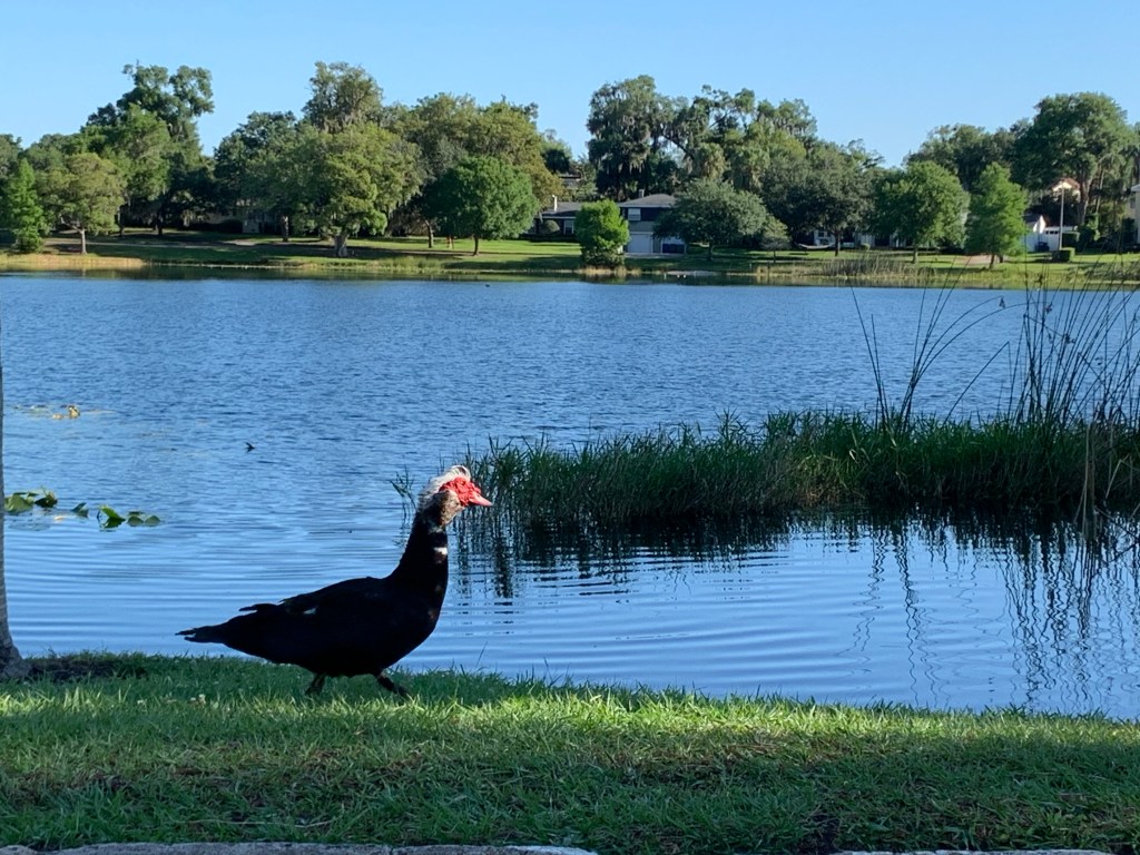 Muscovy Duck