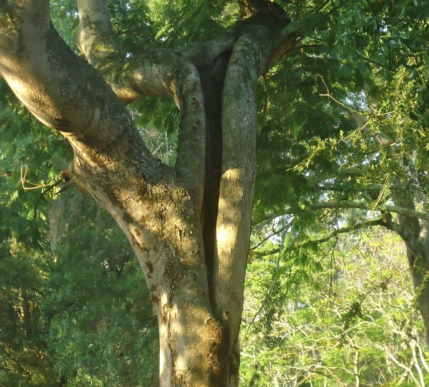 Wise Spirits Save&nbsp;Trees